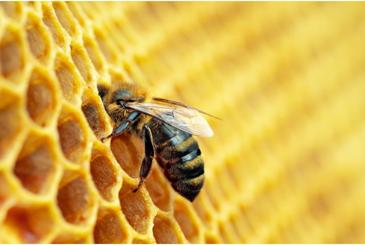 Datos sorprendentes sobre las abejas